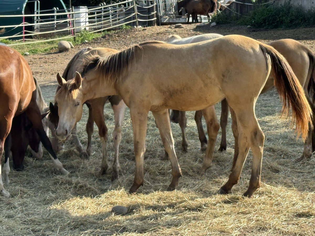 Caballo cuarto de milla Mestizo Yegua 1 año 150 cm Champán in Waldshut-Tiengen