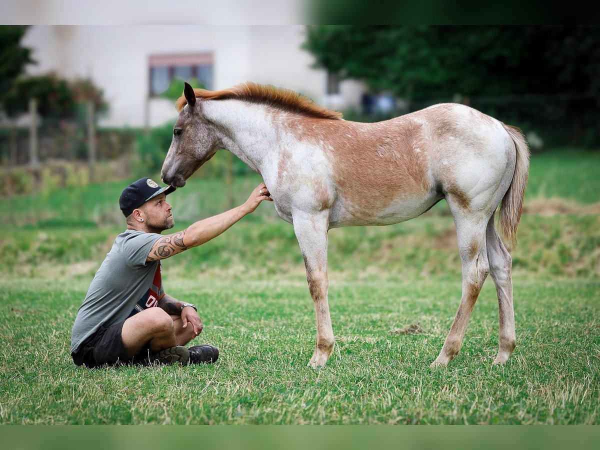 Caballo cuarto de milla Yegua 1 año 150 cm Ruano alazán in Niehl