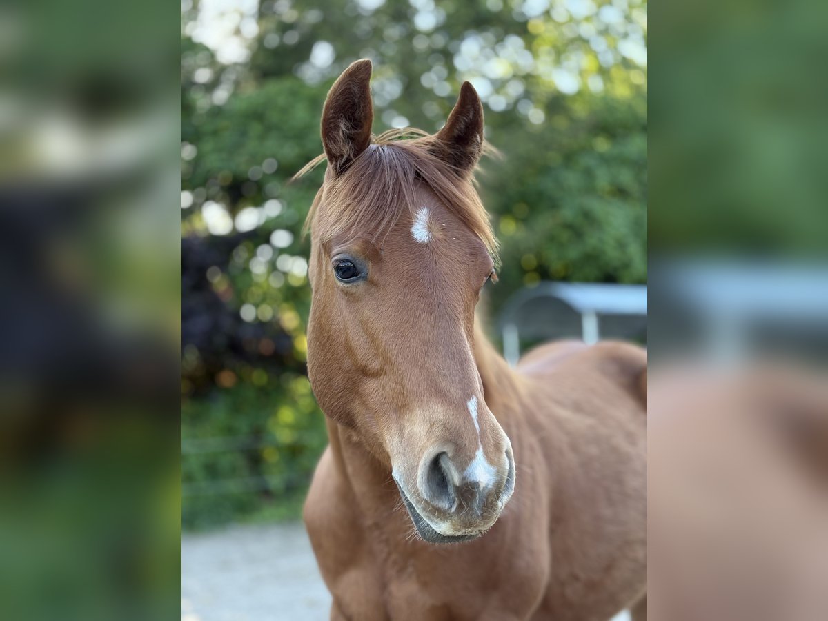 Caballo cuarto de milla Yegua 1 año 155 cm Alazán in Helmenzen