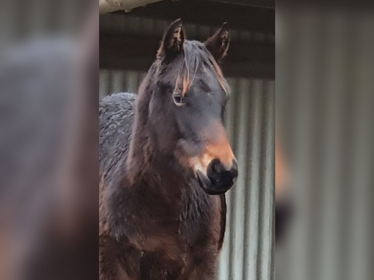 Caballo cuarto de milla Mestizo Yegua 1 año 155 cm Castaño oscuro in Ötzingen