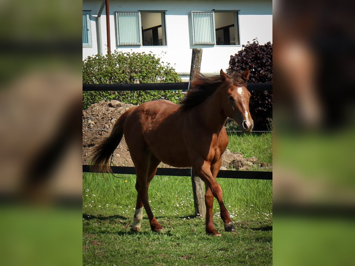 Caballo cuarto de milla Yegua 1 año 163 cm Alazán in Burscheid