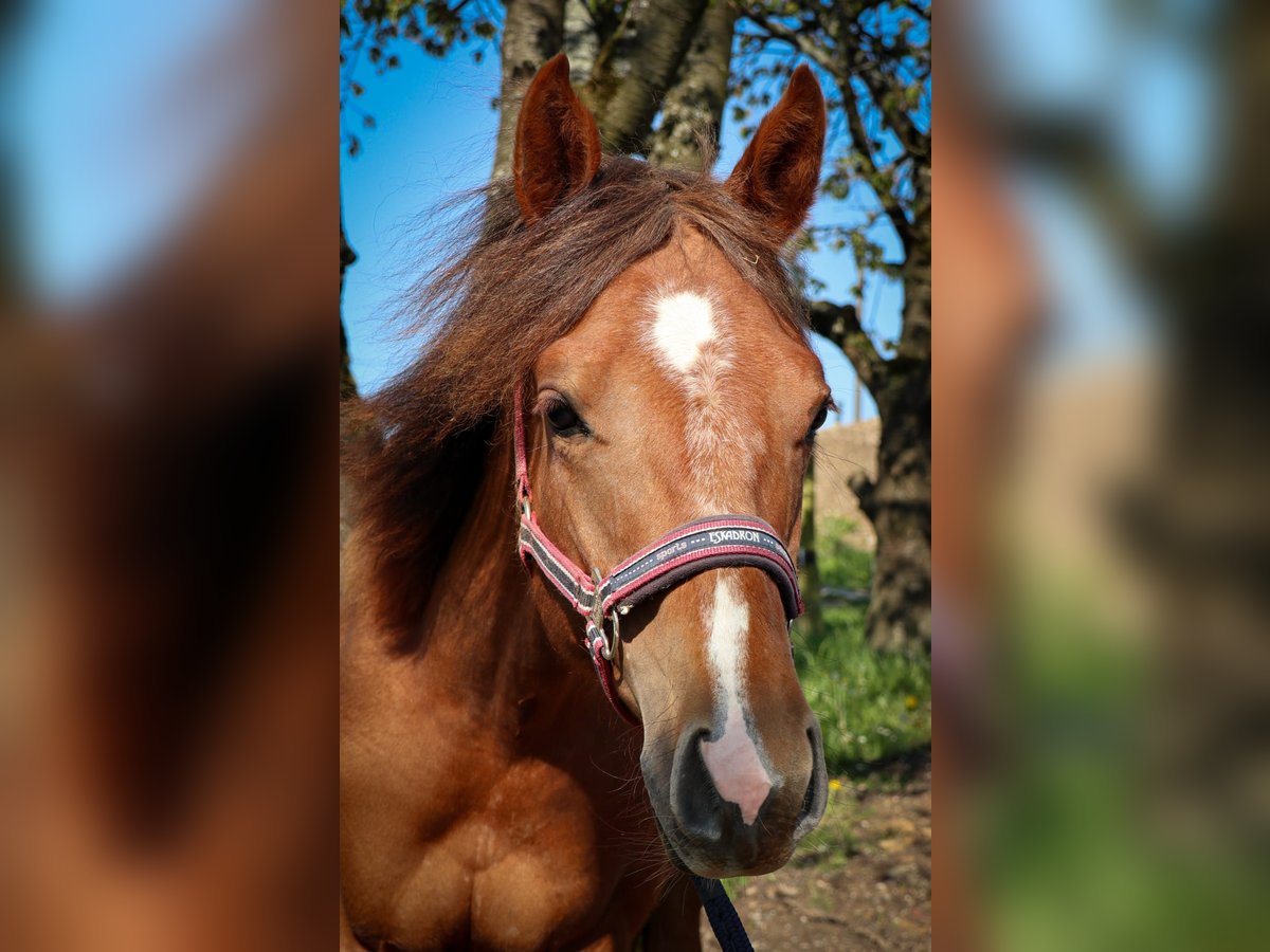 Caballo cuarto de milla Yegua 1 año Alazán in Burscheid