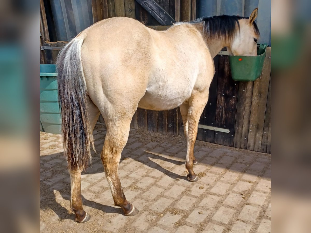 Caballo cuarto de milla Yegua 1 año Bayo in Weilburg