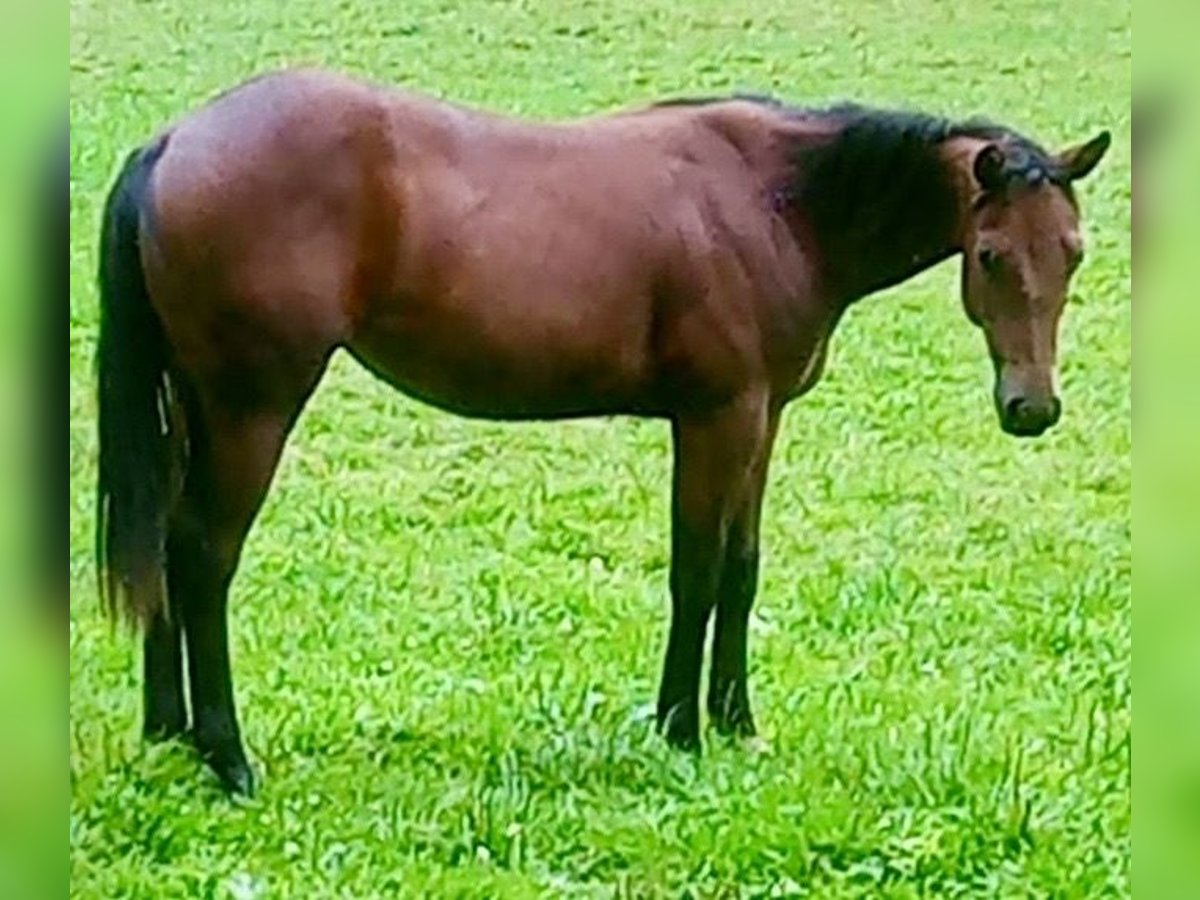 Caballo cuarto de milla Yegua 1 año Castaño in Waakirchen