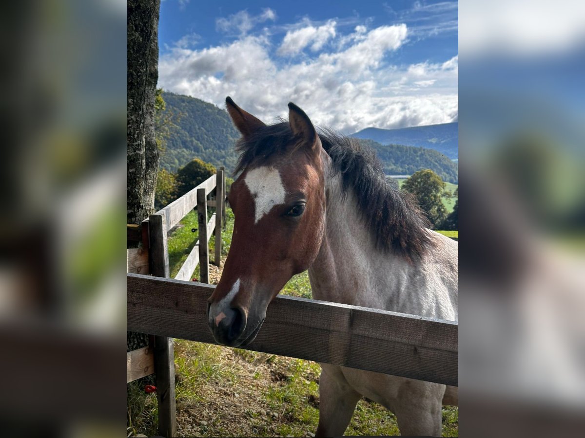 Caballo cuarto de milla Yegua 1 año Castaño-ruano in Brugg AG