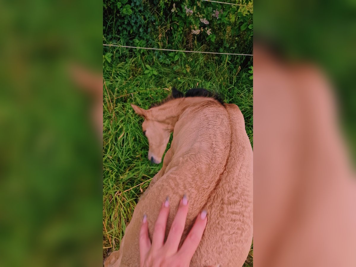 Caballo cuarto de milla Yegua 1 año in Rheinfelden