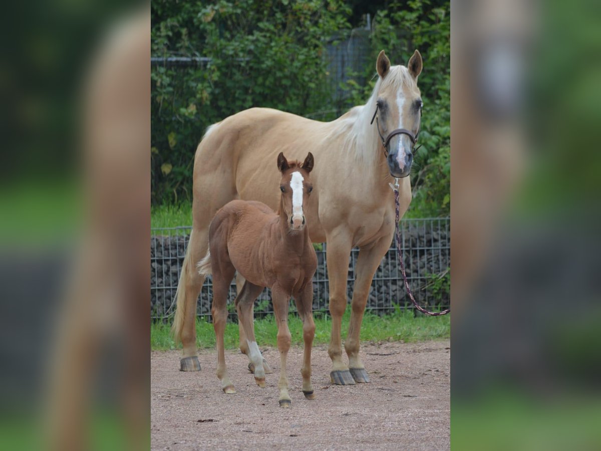 Caballo cuarto de milla Yegua 21 años 150 cm Palomino in Nohfelden