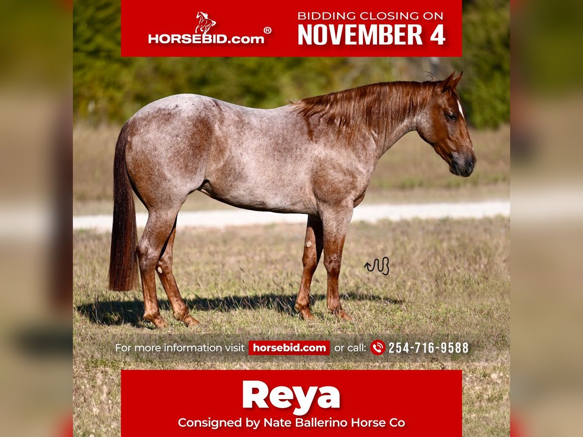 Caballo cuarto de milla Yegua 2 años 140 cm Ruano alazán in Waco, TX