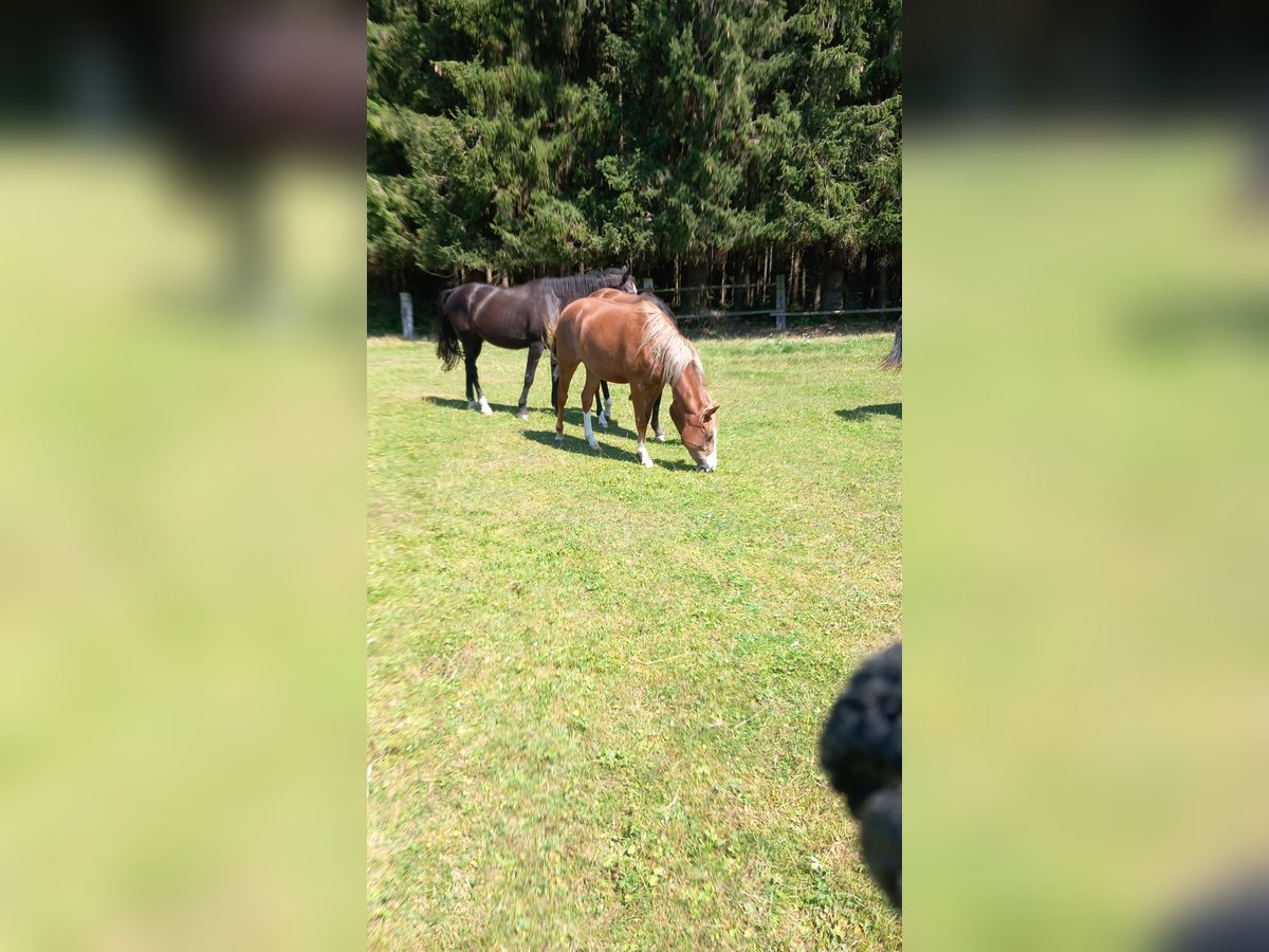 Caballo cuarto de milla Mestizo Yegua 2 años 145 cm Alazán in Böheimschlag