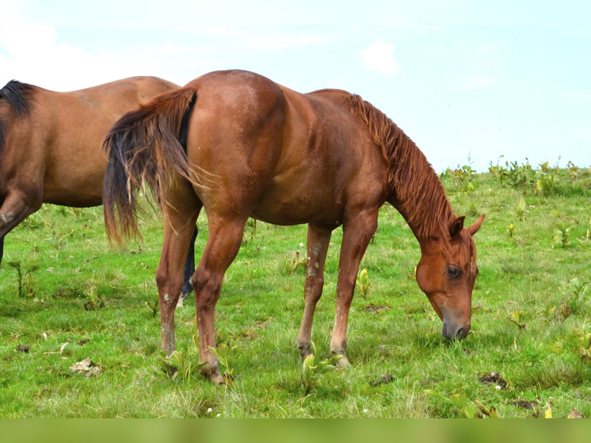 Caballo cuarto de milla Yegua 2 años 150 cm Alazán-tostado in Thalgau