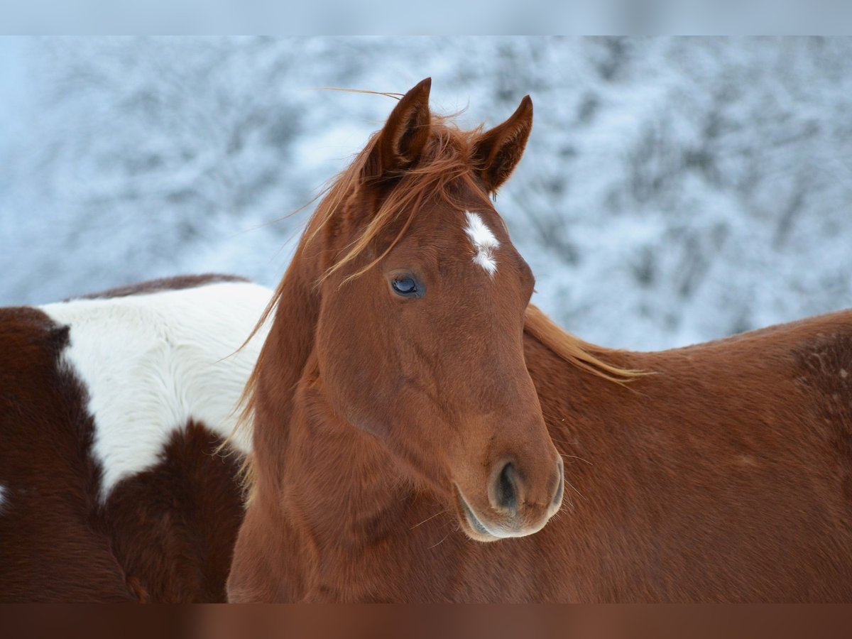 Caballo cuarto de milla Yegua 2 años 150 cm Alazán-tostado in Thalgau