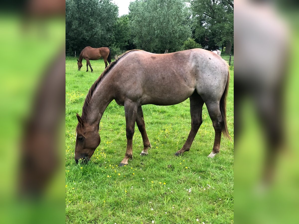 Caballo cuarto de milla Yegua 2 años 150 cm Ruano alazán in Sint-Joris