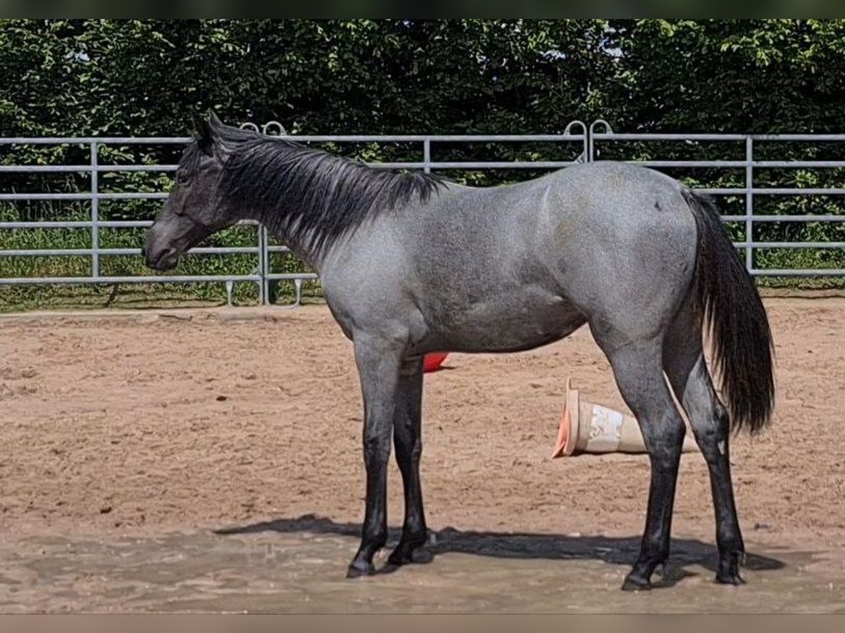 Caballo cuarto de milla Yegua 2 años 153 cm Ruano azulado in Langenbach