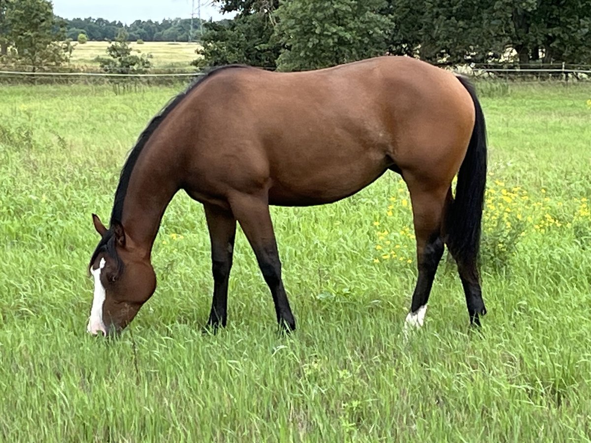 Caballo cuarto de milla Yegua 2 años 155 cm in Stahnsdorf