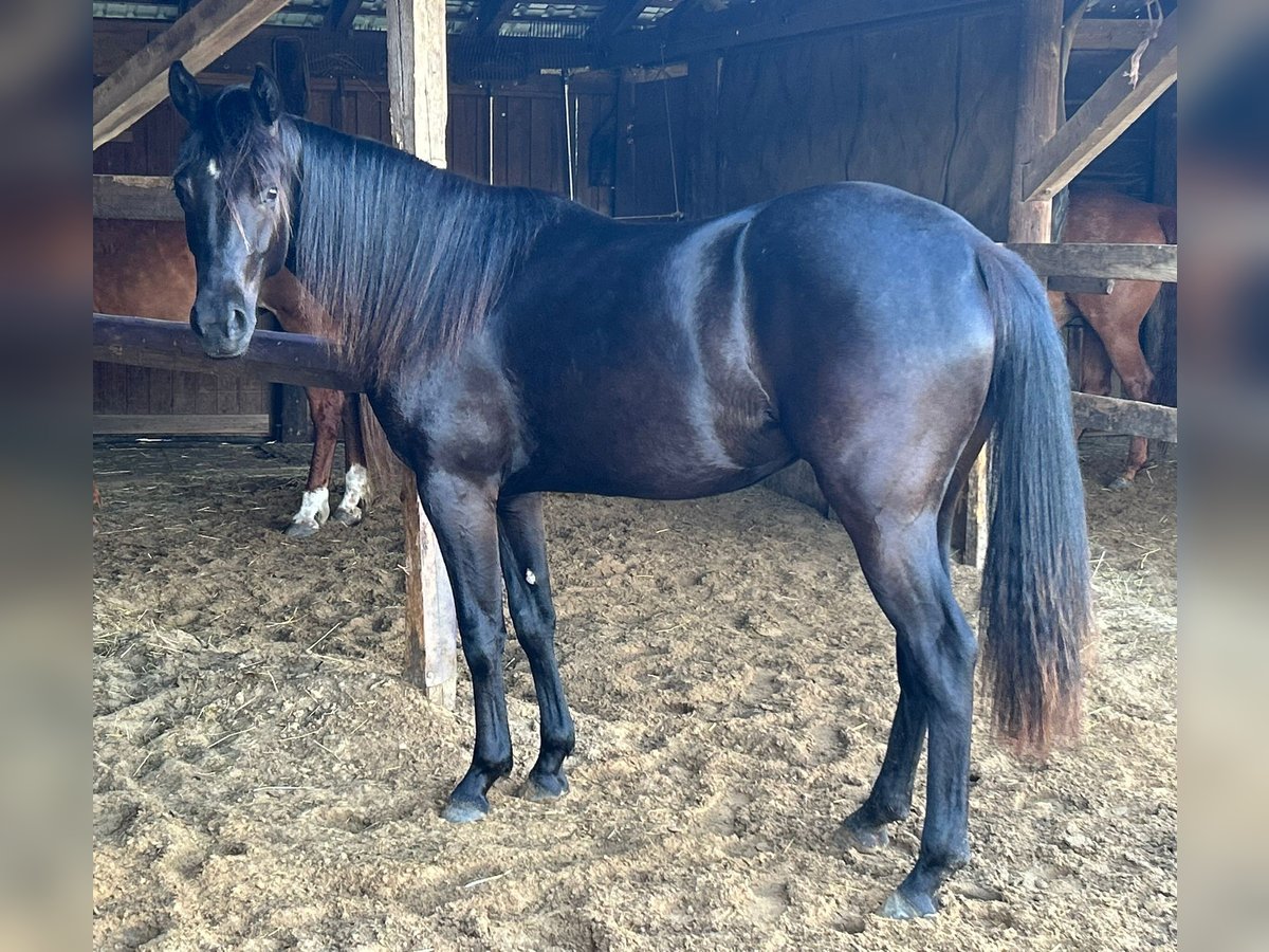 Caballo cuarto de milla Yegua 2 años 155 cm Negro in Haltern am See