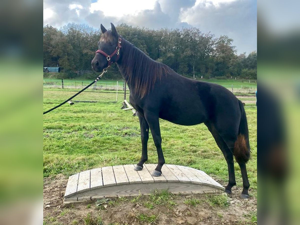 Caballo cuarto de milla Yegua 2 años 155 cm Negro in Haltern am See