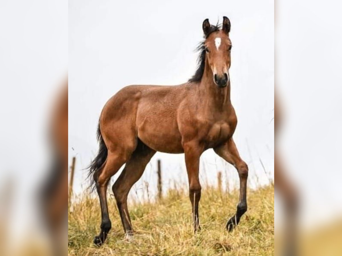 Caballo cuarto de milla Yegua 2 años Castaño in Sch&#xF6;nau i.M
