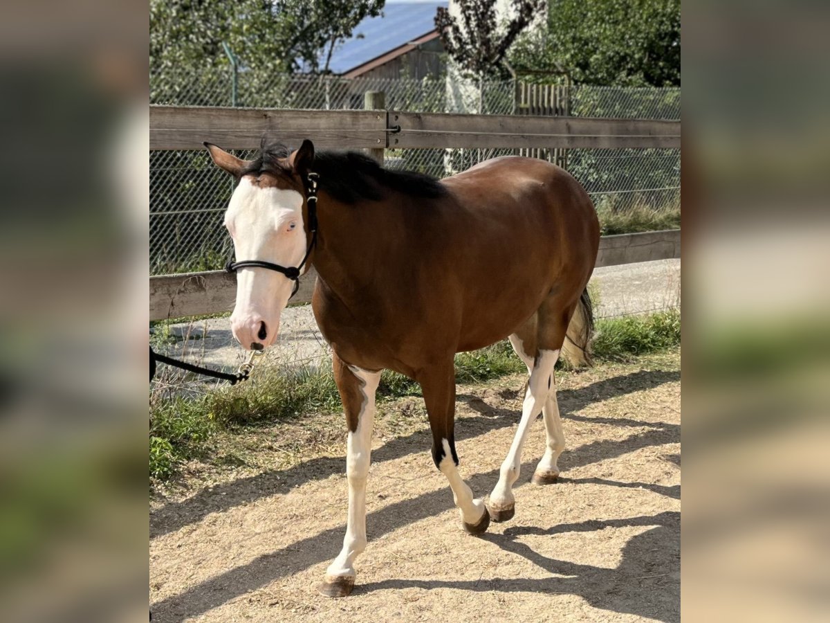 Caballo cuarto de milla Yegua 2 años Castaño in Freystadt