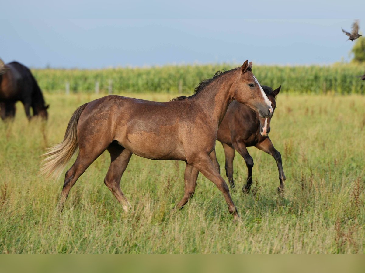 Caballo cuarto de milla Yegua 2 años Musgo in Biberach an der Riß