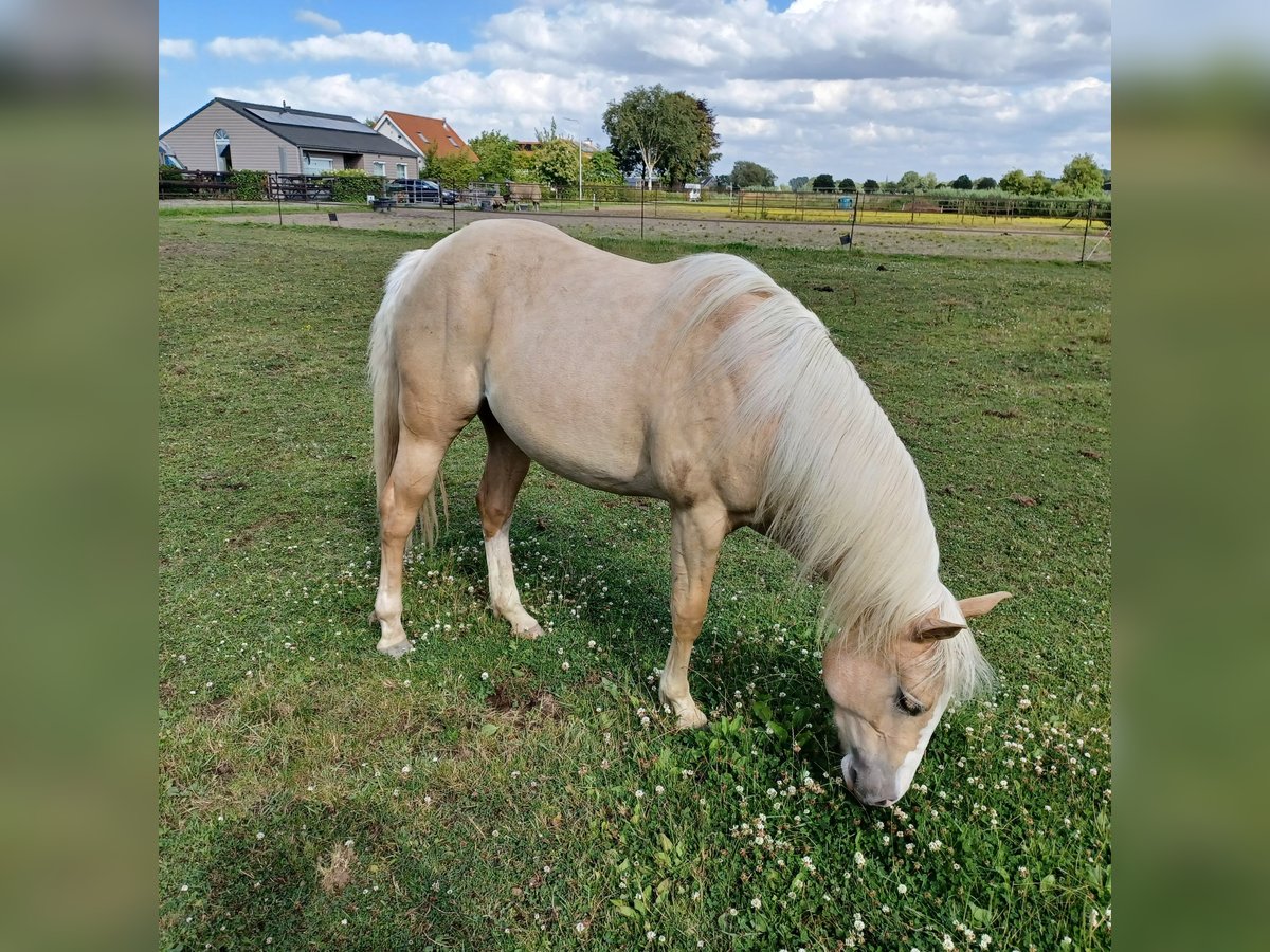 Caballo cuarto de milla Yegua 2 años Palomino in Vogelwaarde