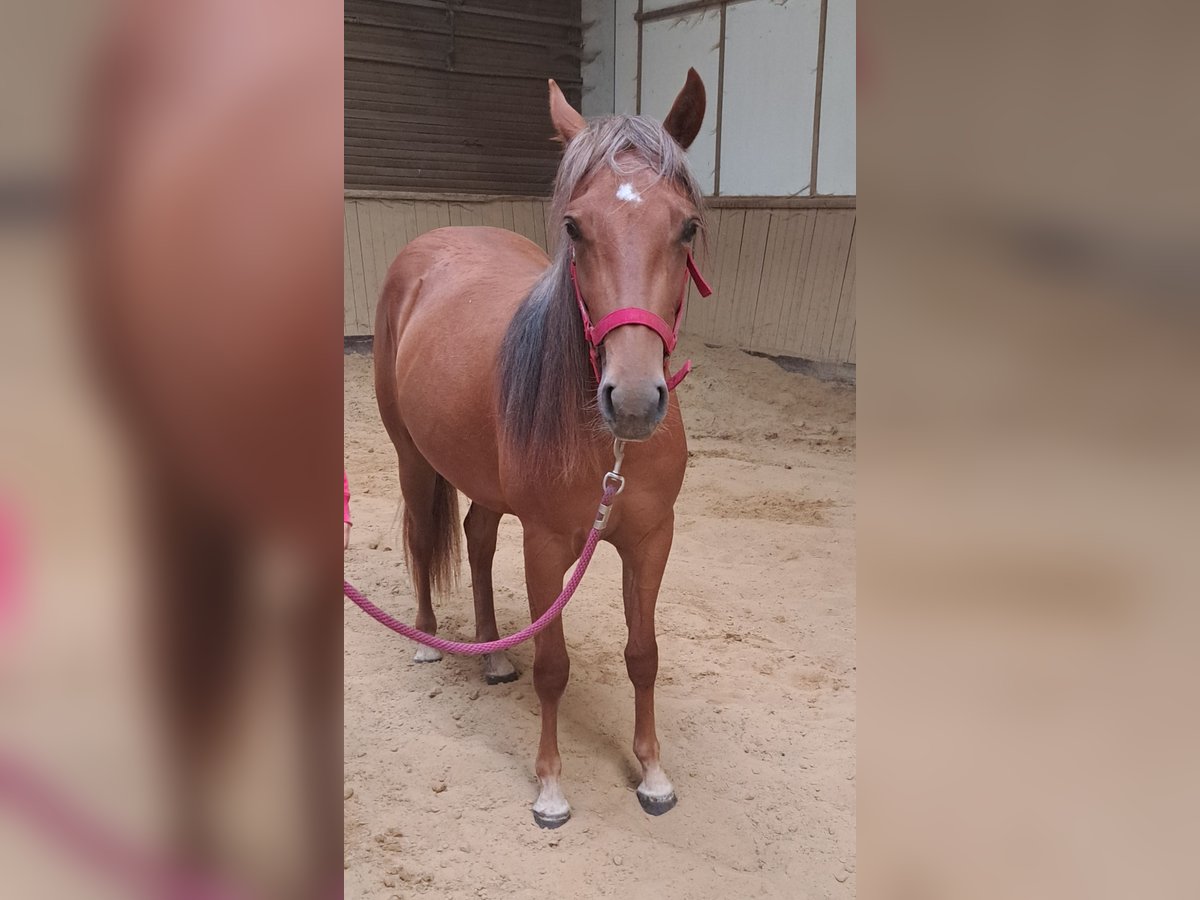 Caballo cuarto de milla Yegua 2 años in Oud-Turnhout