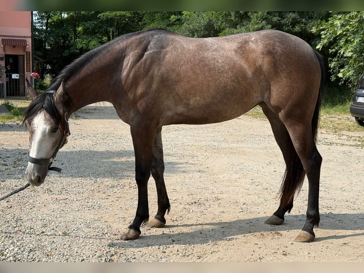 Caballo cuarto de milla Yegua 2 años Tordo in Settimo Milanese
