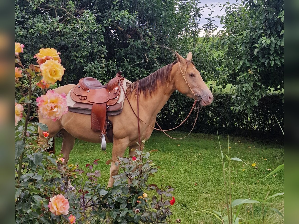 Caballo cuarto de milla Yegua 3 años 145 cm Champán in Au in der Hallertau