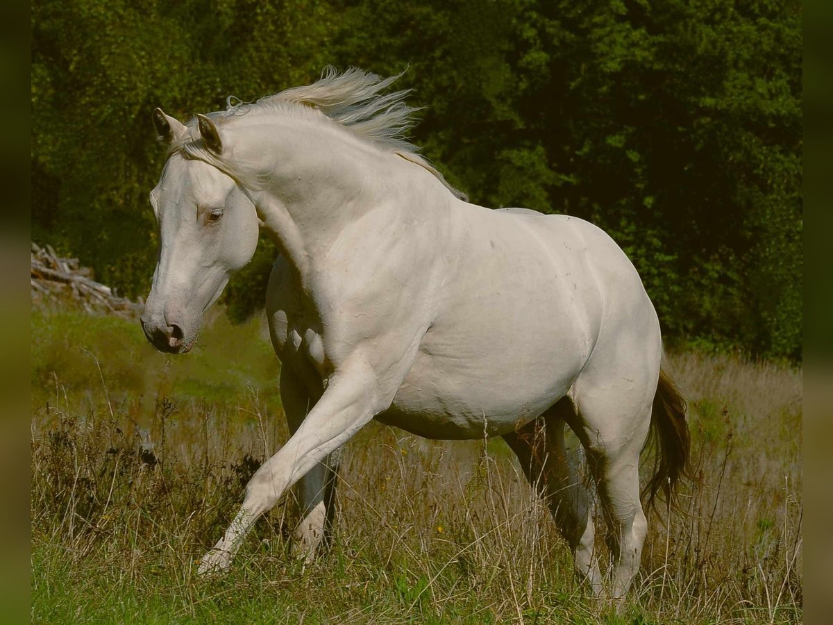 Caballo cuarto de milla Yegua 3 años 145 cm Champán in Pszczew