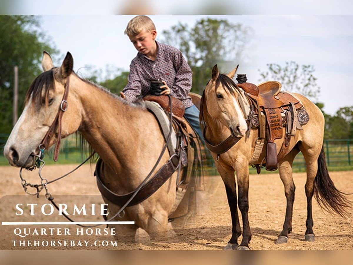 Caballo cuarto de milla Yegua 3 años 147 cm Buckskin/Bayo in Summersville, MO
