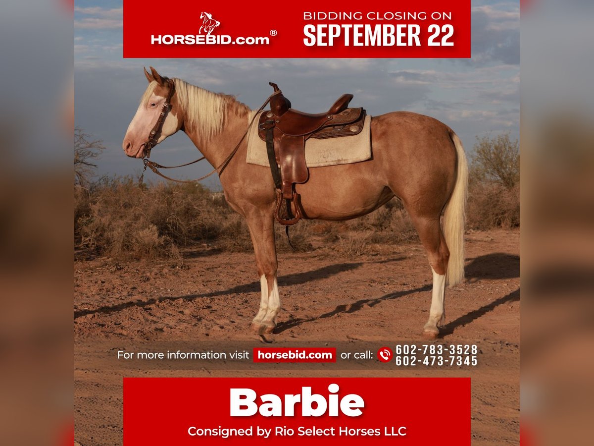 Caballo cuarto de milla Yegua 3 años 147 cm Palomino in Tonopah
