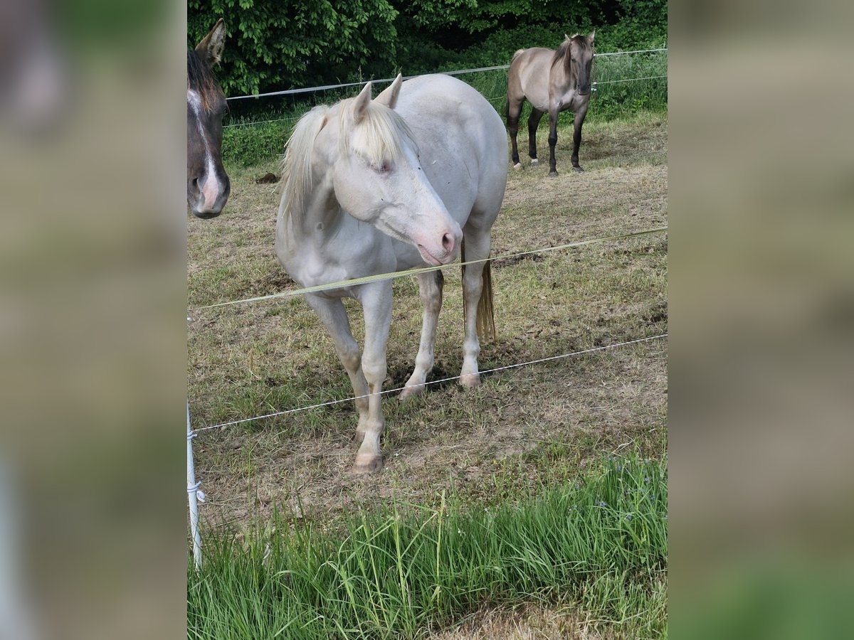 Caballo cuarto de milla Yegua 3 años 152 cm Cremello in Althornbach