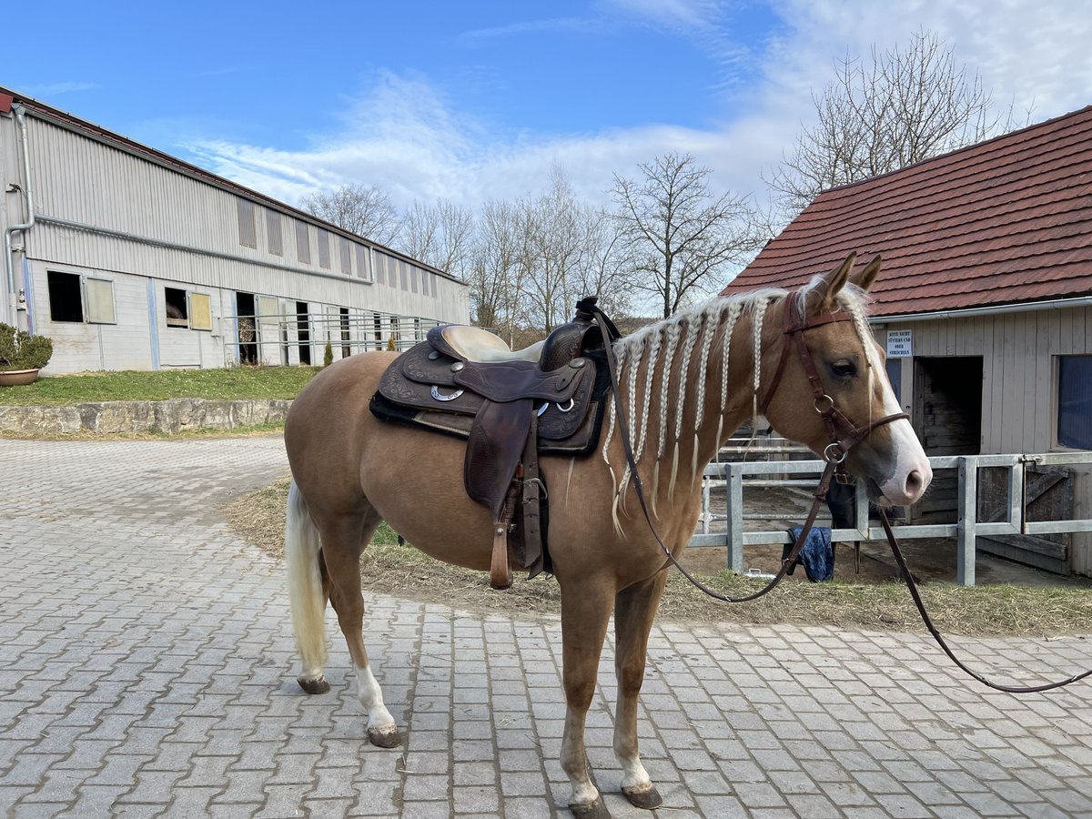 Caballo cuarto de milla Yegua 3 años 152 cm Palomino in Dossenheim