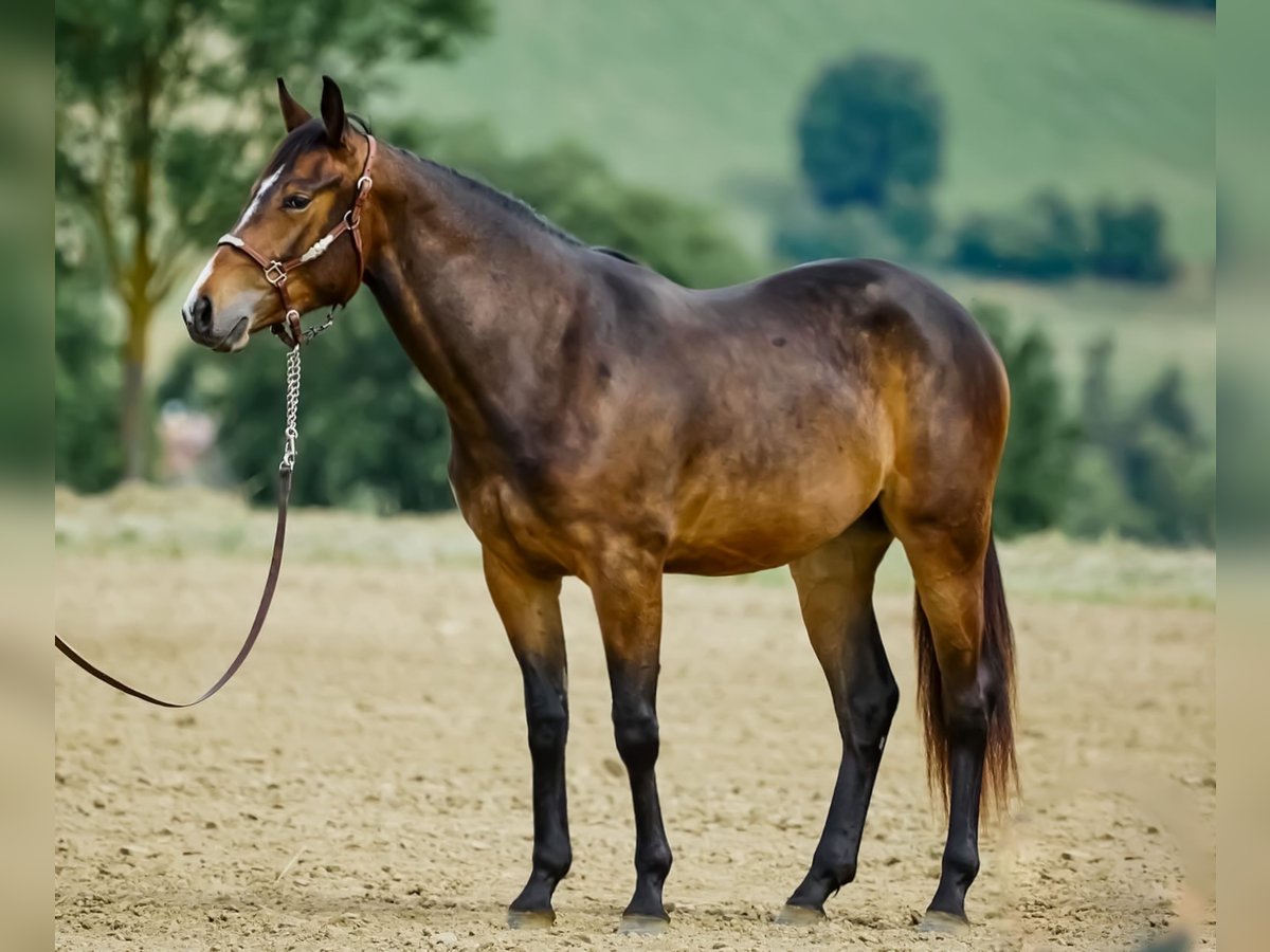 Caballo cuarto de milla Yegua 3 años 153 cm Castaño oscuro in München