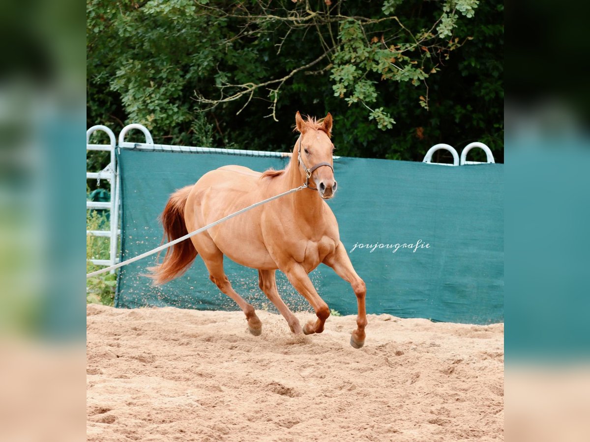 Caballo cuarto de milla Yegua 3 años 159 cm in Hennef