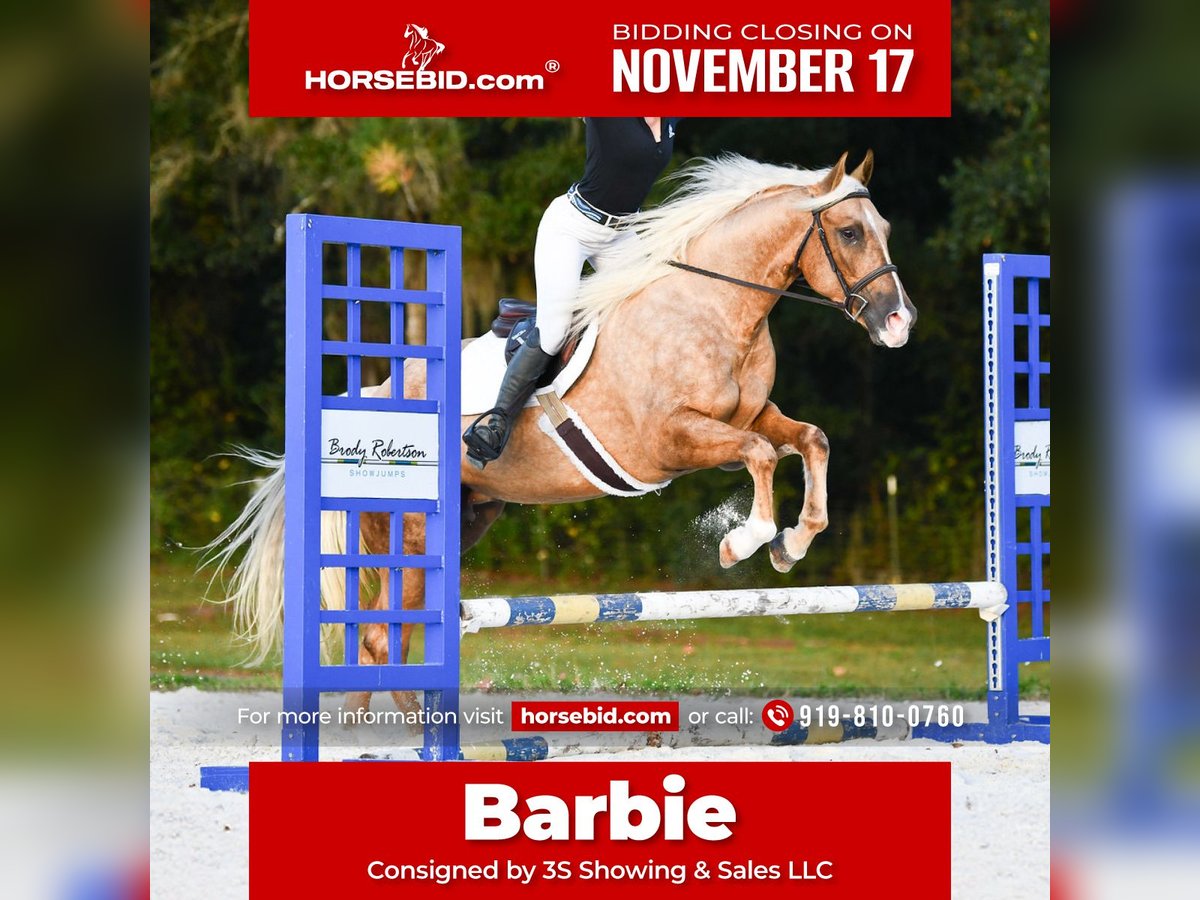 Caballo cuarto de milla Yegua 3 años 163 cm Palomino in Ocala