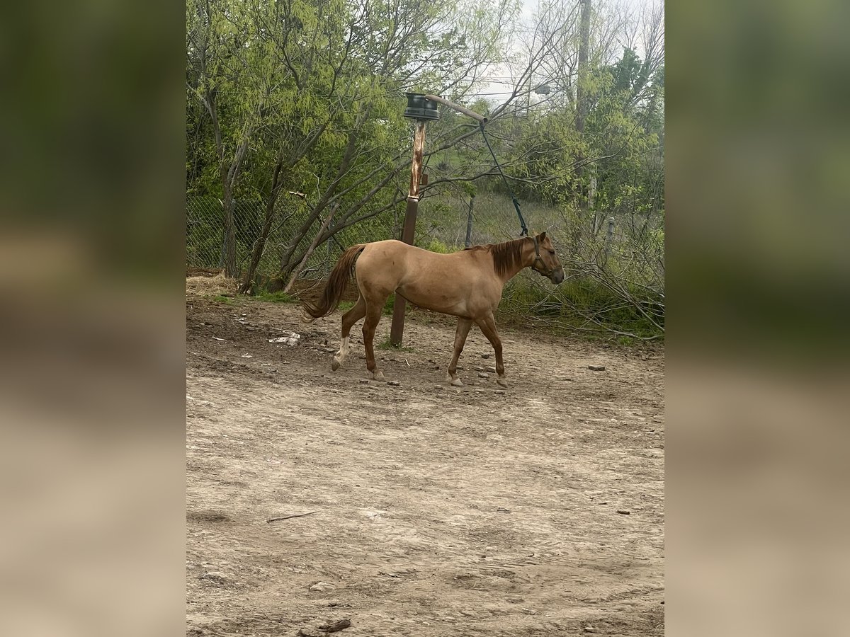 Caballo cuarto de milla Mestizo Yegua 3 años Castaño claro in Fort Worth