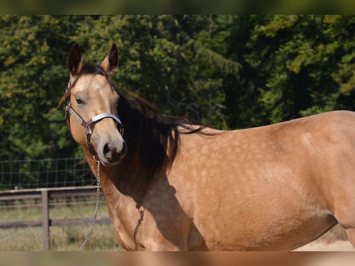Caballo cuarto de milla Yegua 4 años 143 cm Buckskin/Bayo in Wusterhausen (Dosse)