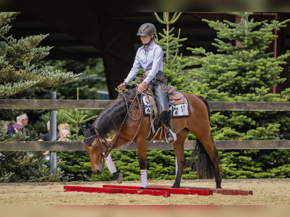 Caballo cuarto de milla Yegua 4 años 145 cm Castaño in L&#xFC;dinghausenL&#xFC;dinghausen
