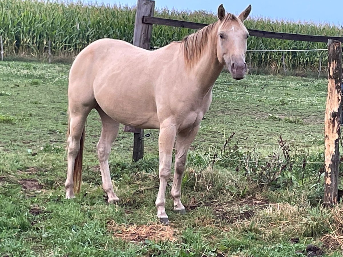 Caballo cuarto de milla Yegua 4 años 150 cm Champán in Nümbrecht