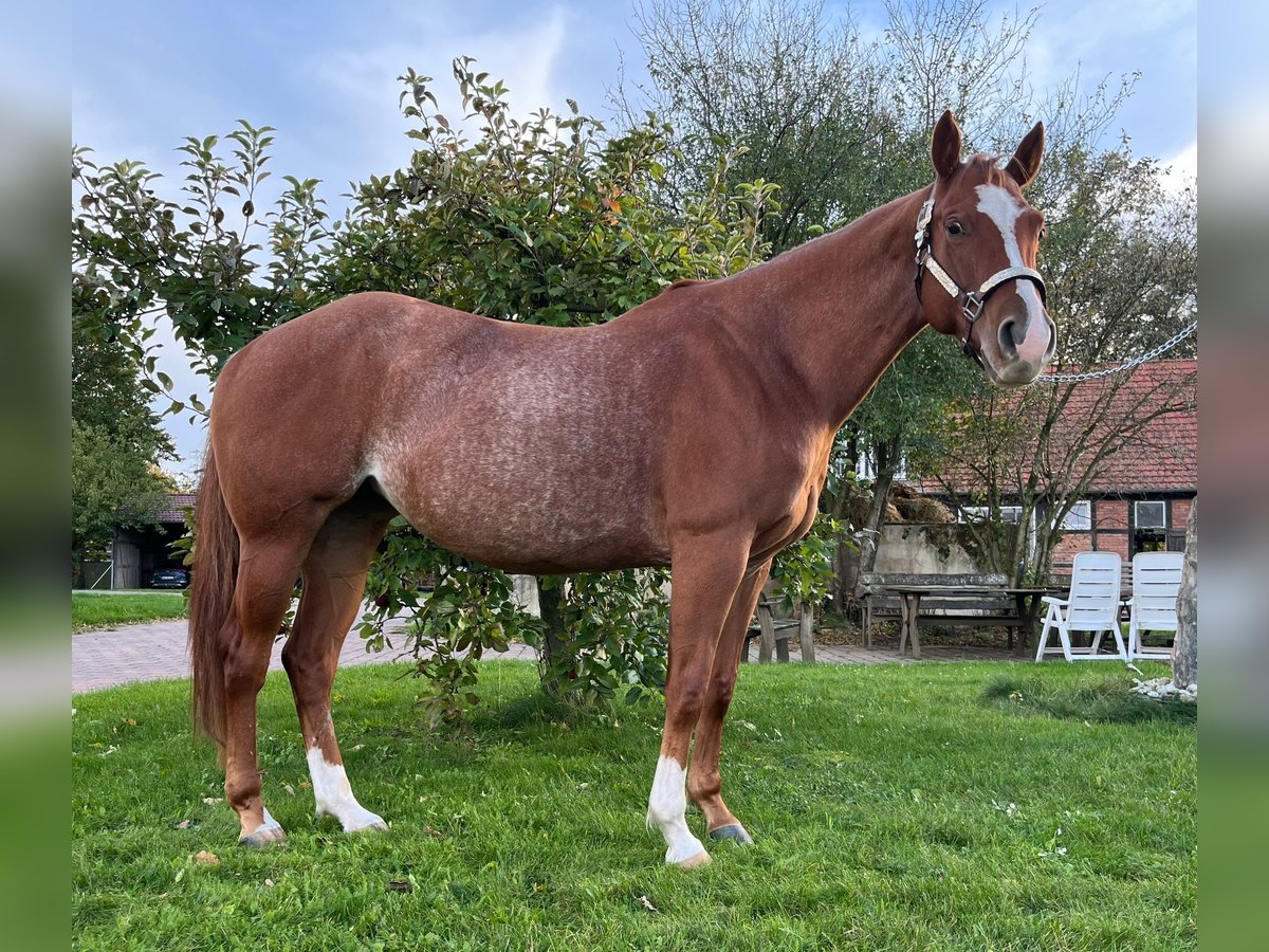 Caballo cuarto de milla Yegua 4 años 150 cm Ruano alazán in Grethem