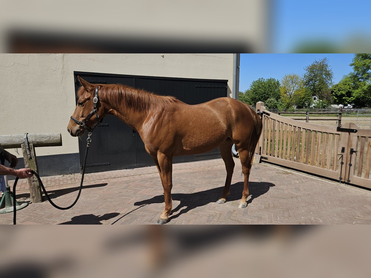 Caballo cuarto de milla Yegua 4 años 152 cm Alazán in Kranenburg