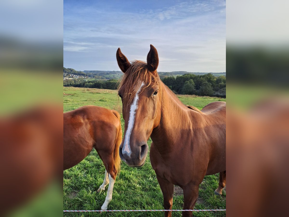 Caballo cuarto de milla Yegua 4 años 153 cm Alazán-tostado in Enspel