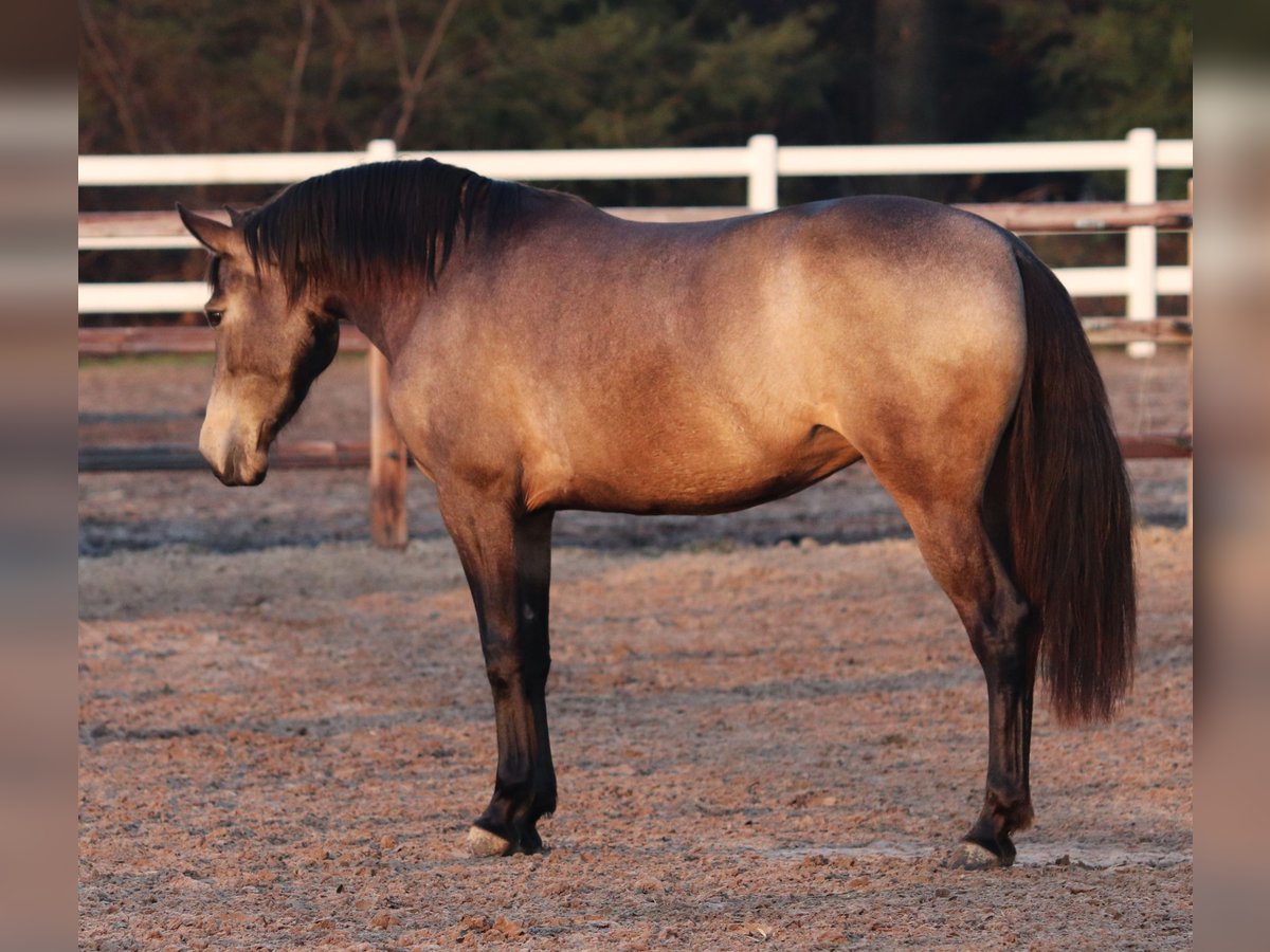 Caballo cuarto de milla Mestizo Yegua 4 años 153 cm Buckskin/Bayo in Oberhausen