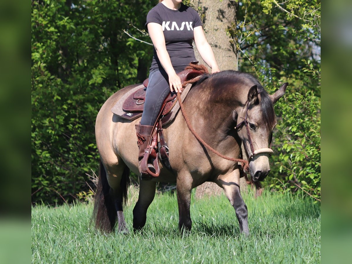Caballo cuarto de milla Mestizo Yegua 4 años 153 cm Buckskin/Bayo in Oberhausen