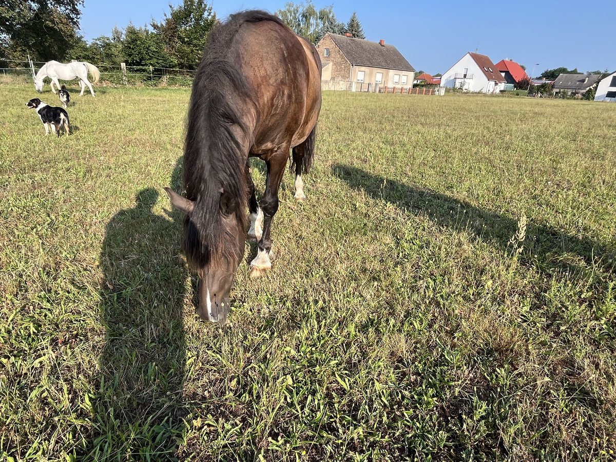 Caballo cuarto de milla Yegua 4 años 155 cm Bayo in J&#xFC;terbog