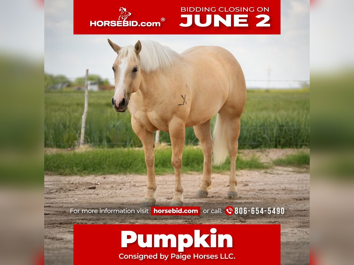 Caballo cuarto de milla Yegua 4 años 155 cm Palomino in Amarillo, TX