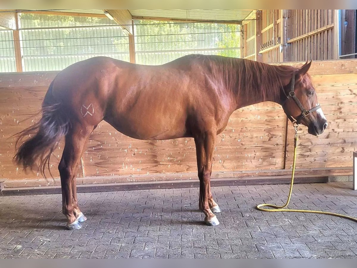 Caballo cuarto de milla Yegua 4 años 158 cm Alazán in Ravenstein