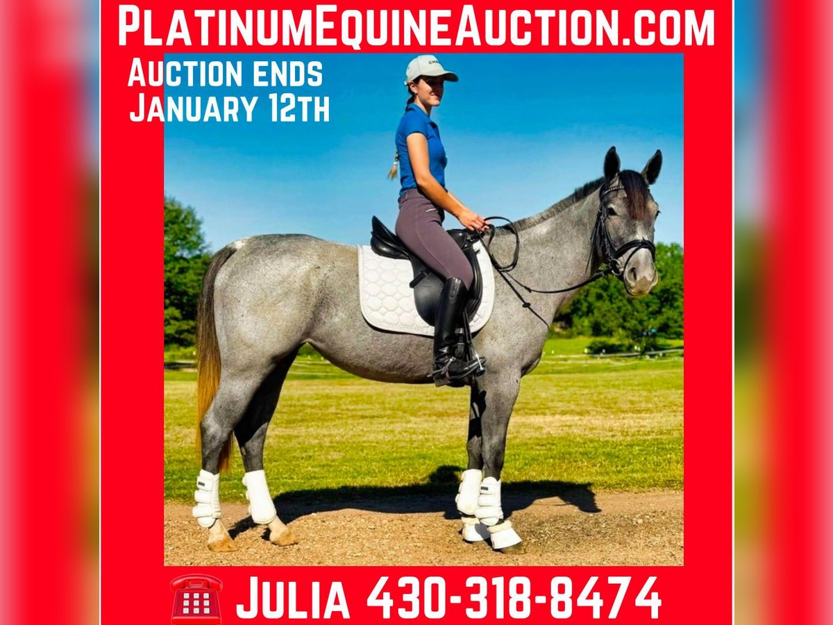 Caballo cuarto de milla Yegua 4 años in Texarkana TX