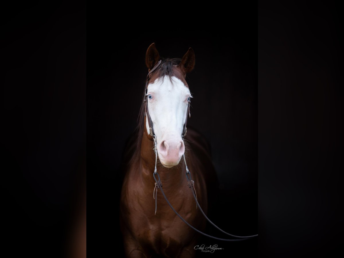 Caballo cuarto de milla Yegua 5 años 149 cm Alazán-tostado in K&#xFC;rten