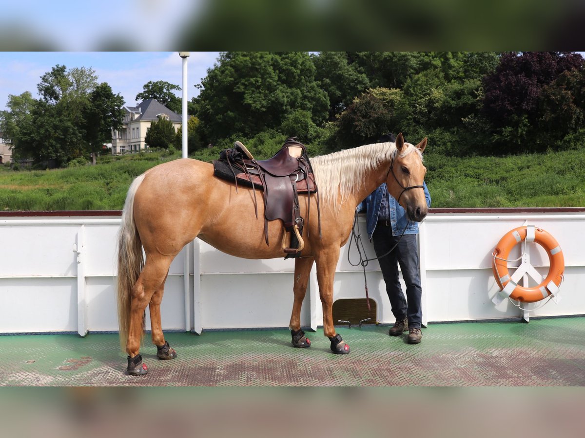 Caballo cuarto de milla Yegua 5 años 149 cm Palomino in M&#xFC;glitztal